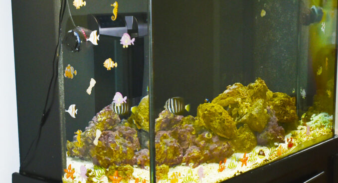 Fish Tank